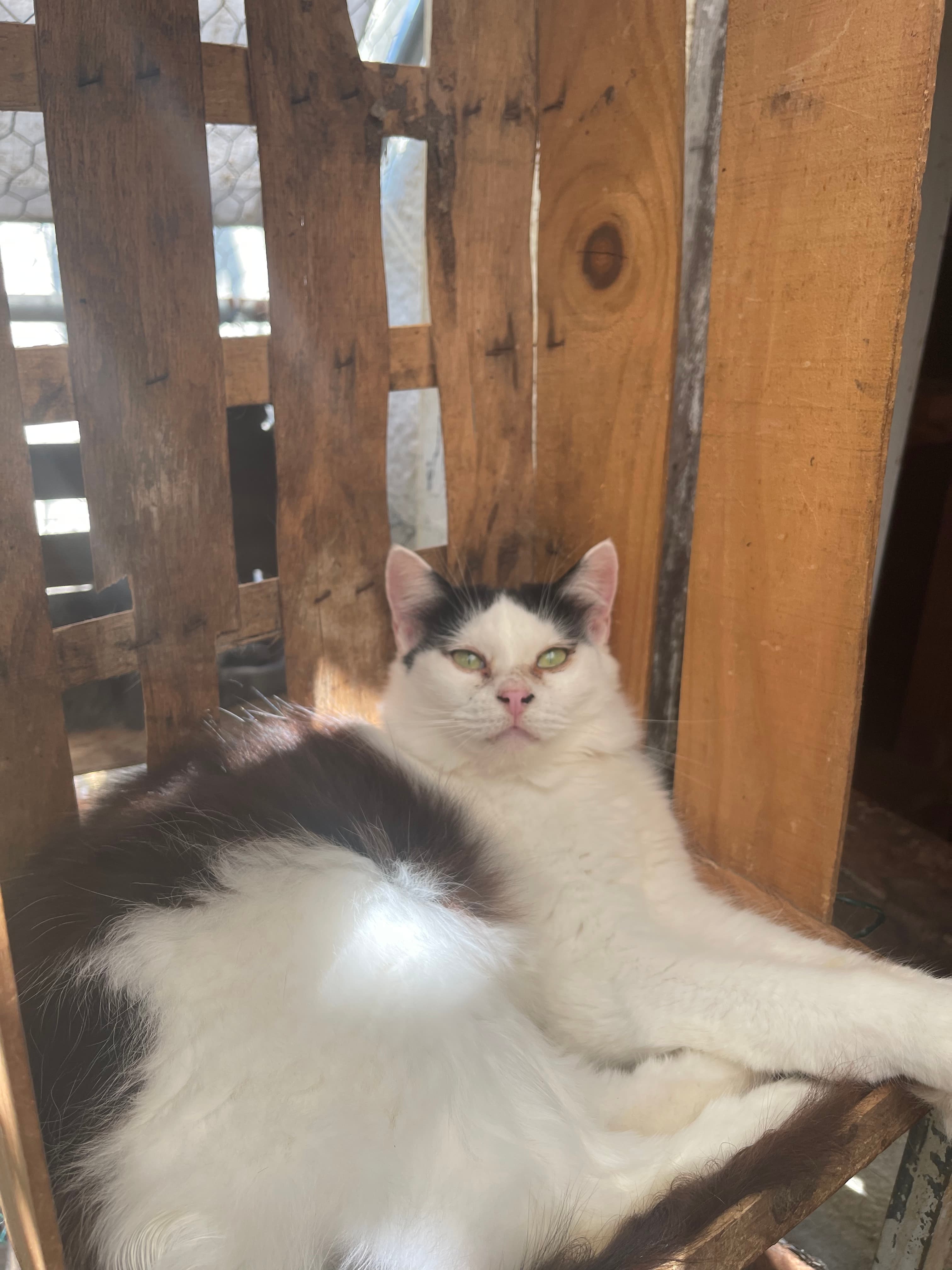 Duchesse