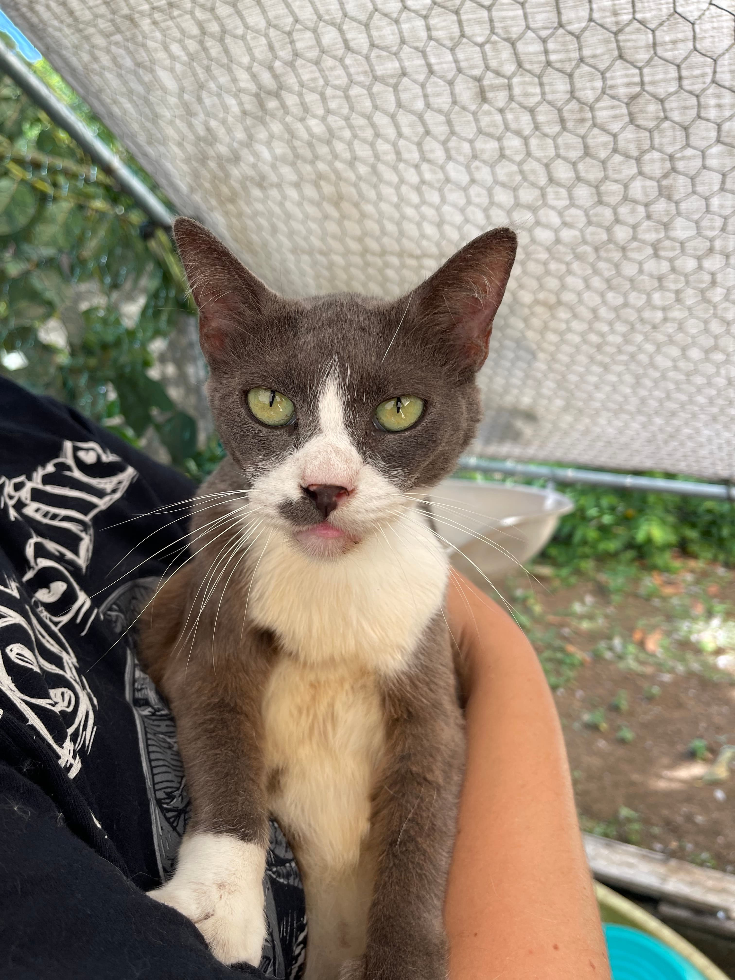 Sergent