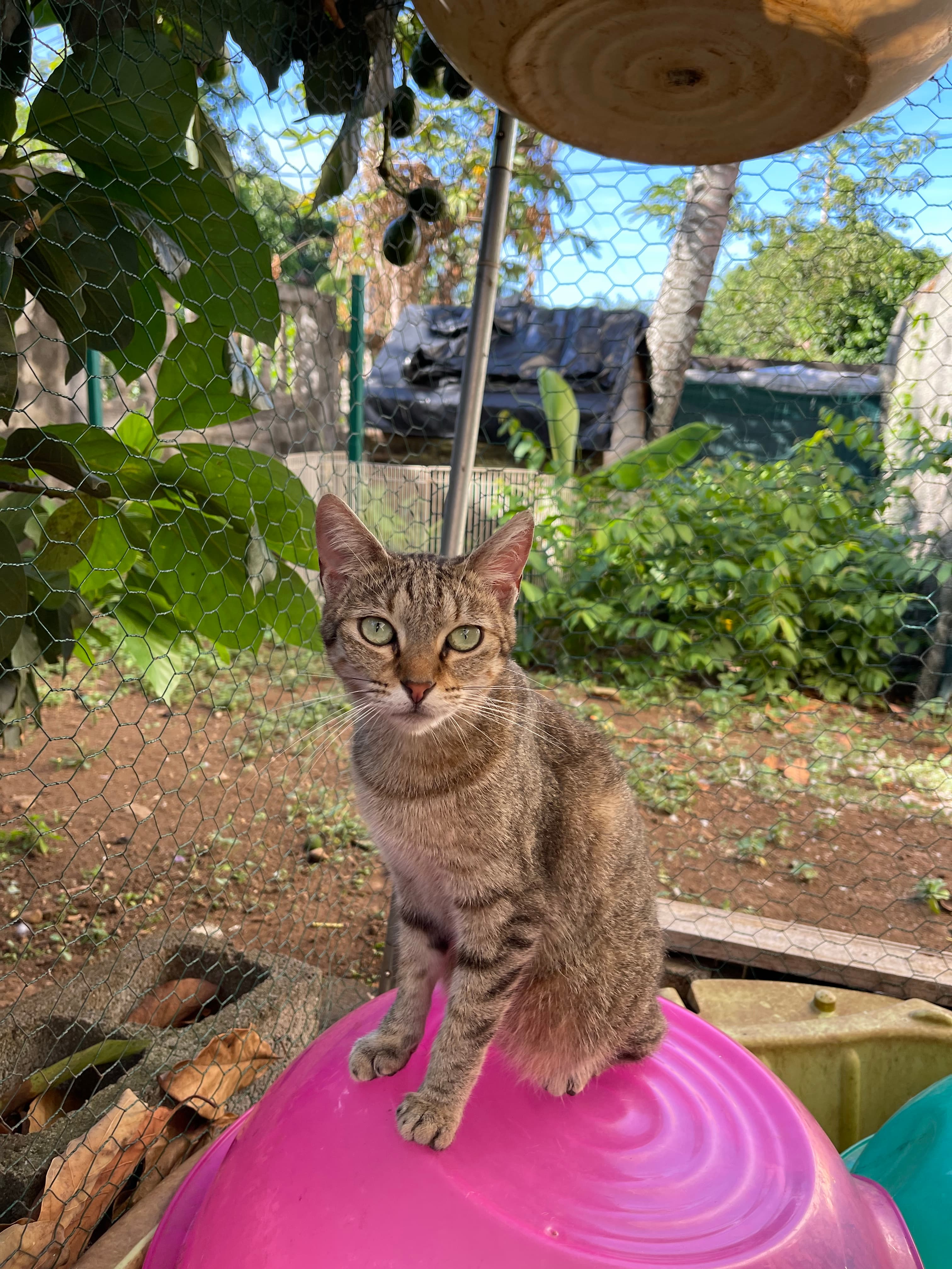 Tigrée